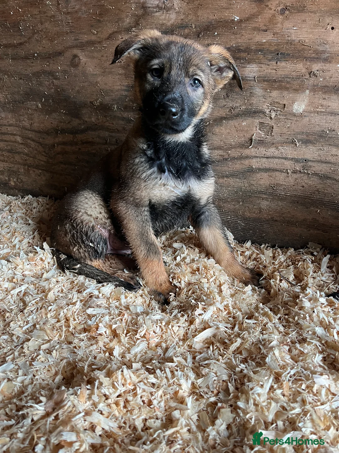 German Shepherd dogs for sale: German shepherd puppies - Advert 5