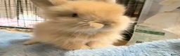 Lionhead rabbits for sale: 11 Double Maned Lionhead Babies For Sale - Advert 21