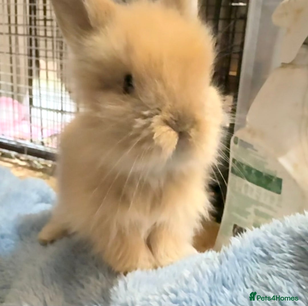 Lionhead rabbits for sale: 11 Double Maned Lionhead Babies For Sale - Advert 21