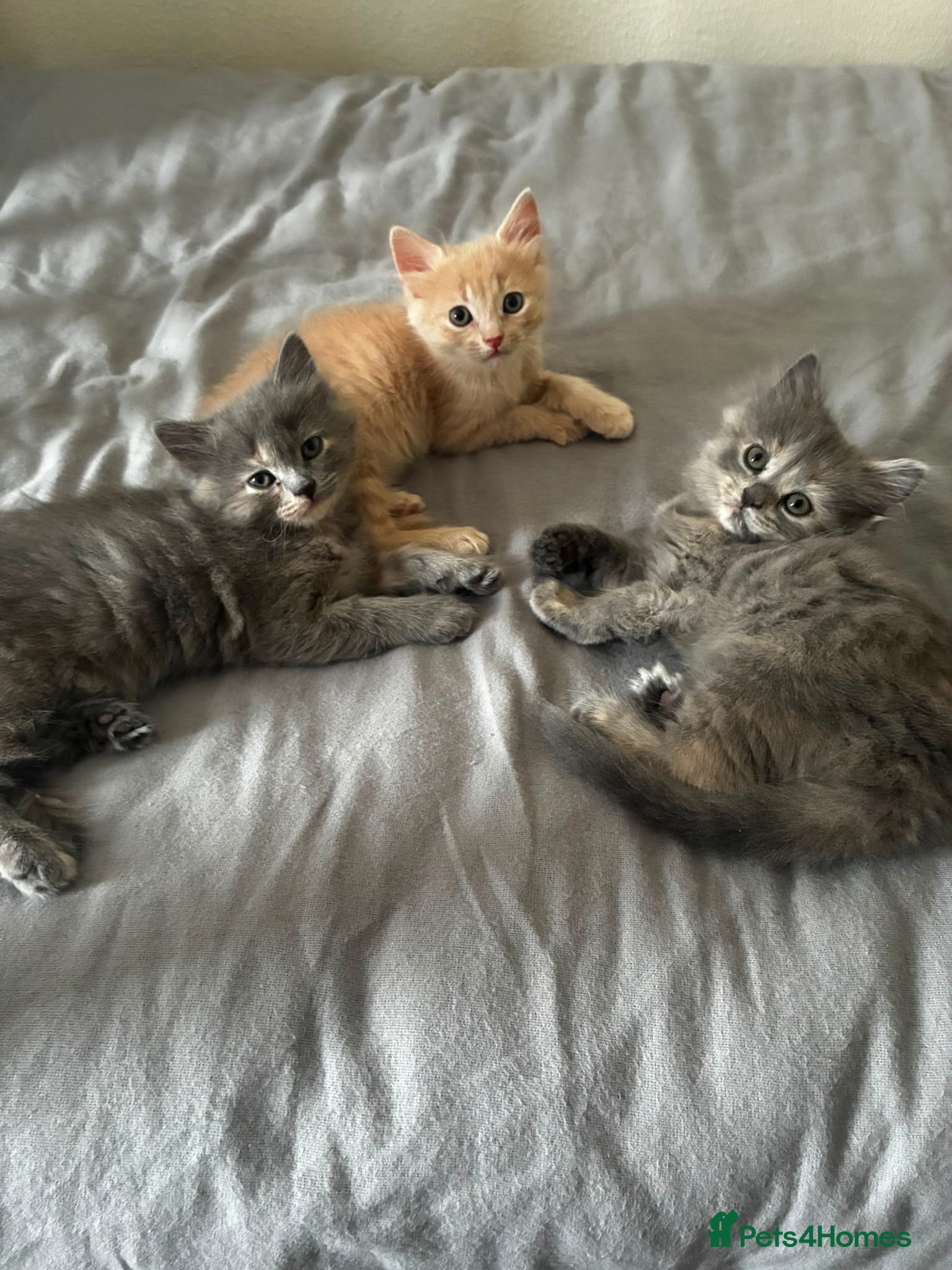 Persian cats Three gorgeous persian mix kittens  - Advert 12