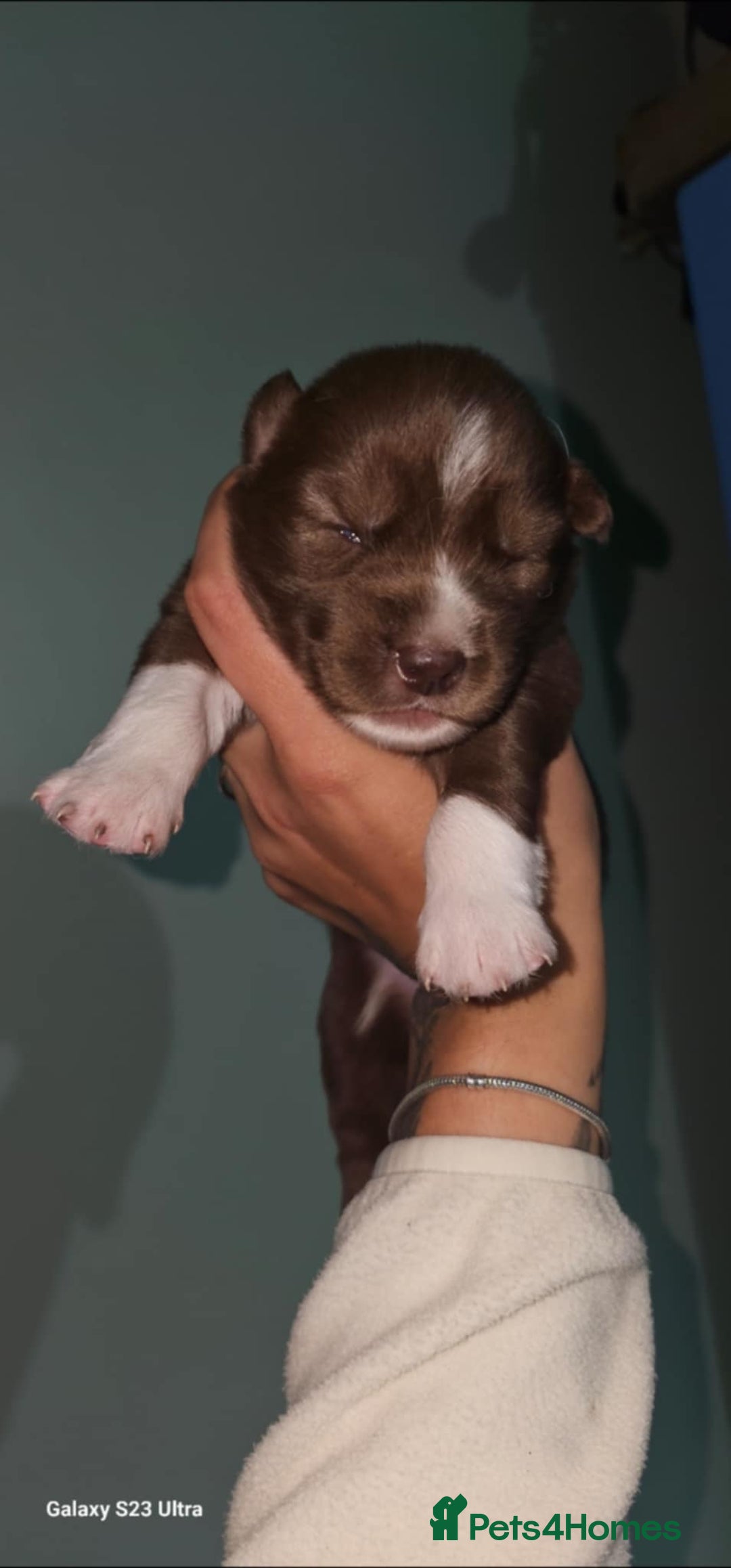 Siberian Husky dogs for sale: Wooly Siberian Husky - Image 1