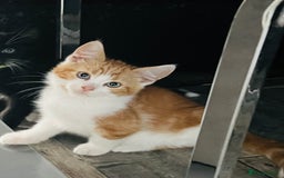 British Shorthair cats for sale: Bundle of joy  - Image 2
