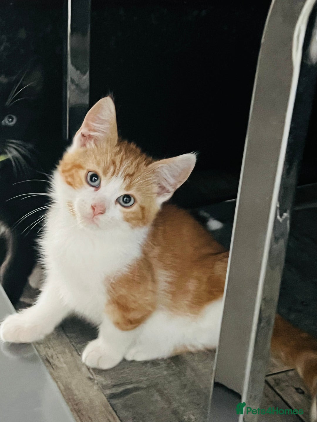 British Shorthair cats for sale: Bundle of joy  - Image 2