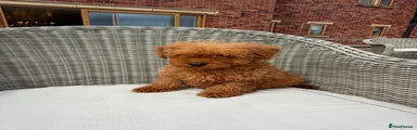 Mini Goldendoodle 4