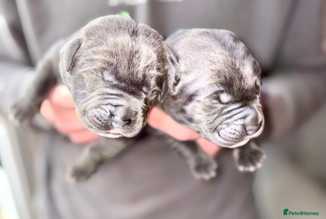 Mixed Breed dogs for sale: Cane Corso x Presa Canario Puppies  - Advert 1