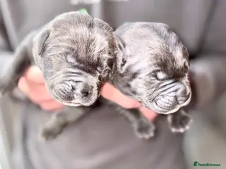 Mixed Breed dogs Cane Corso x Presa Canario Puppies - Advert 6