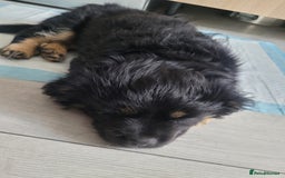 Mixed Breed dogs for sale: Pekingese mix breed puppies  - Advert 9