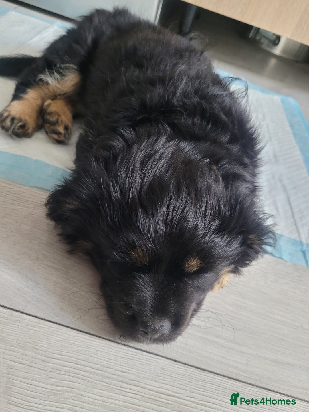 Mixed Breed dogs for sale: Pekingese mix breed puppies  - Advert 9