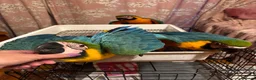 Macaws birds for sale: Baby Blue And Gold Macaws - Advert 10