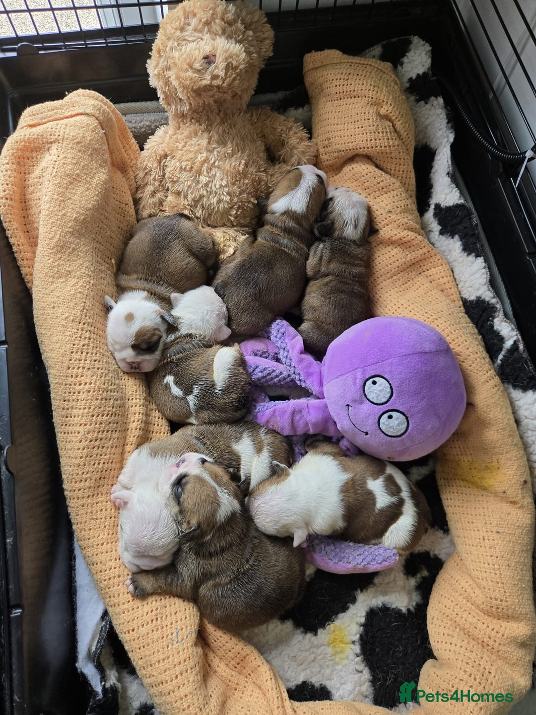 English Bulldog dogs for sale: Show Kennel Avaword Bulldog puppies  - Image 5