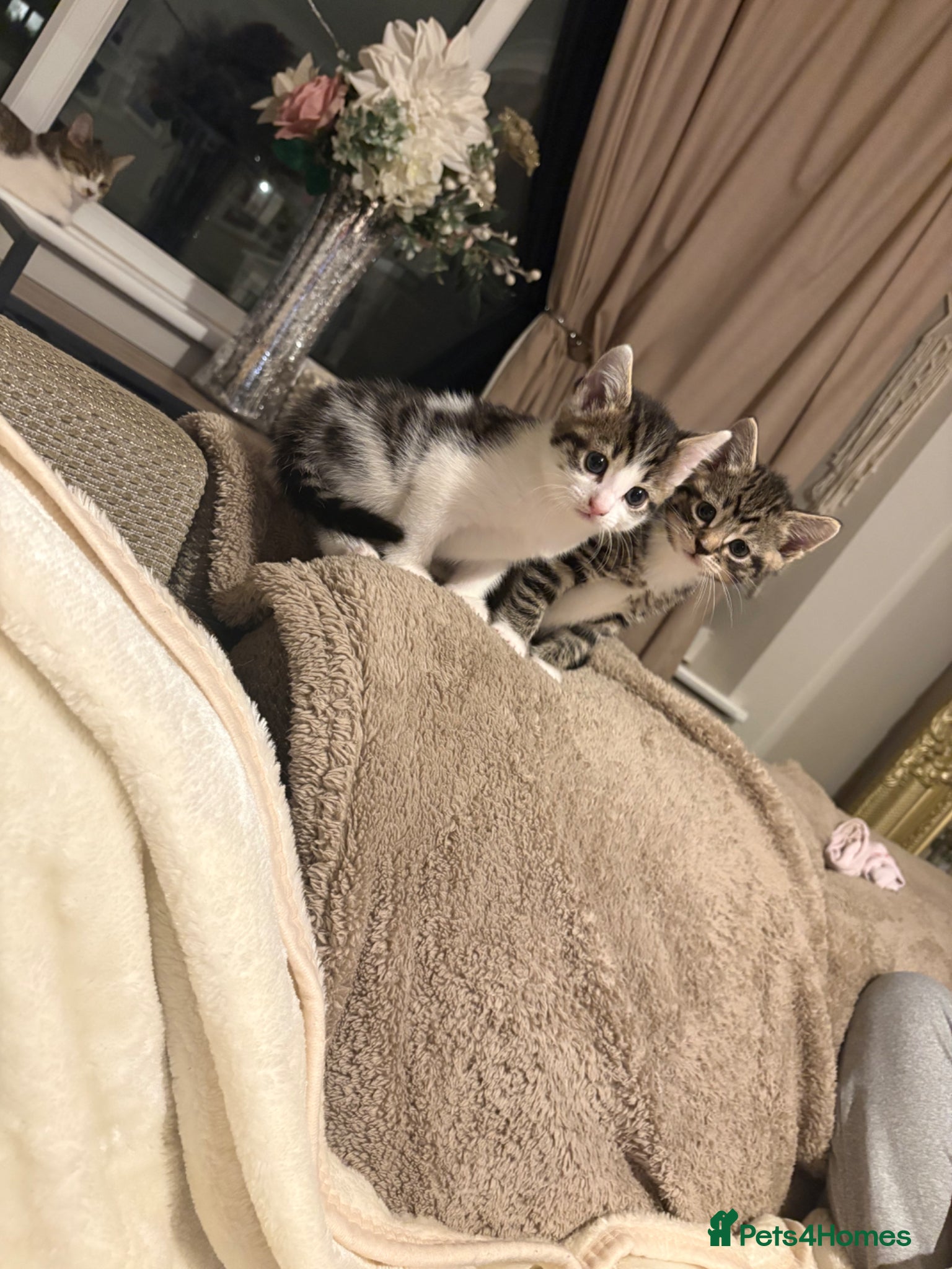 Domestic Shorthair cats Tabby/white kitten 9 weeks £100 - Advert 9