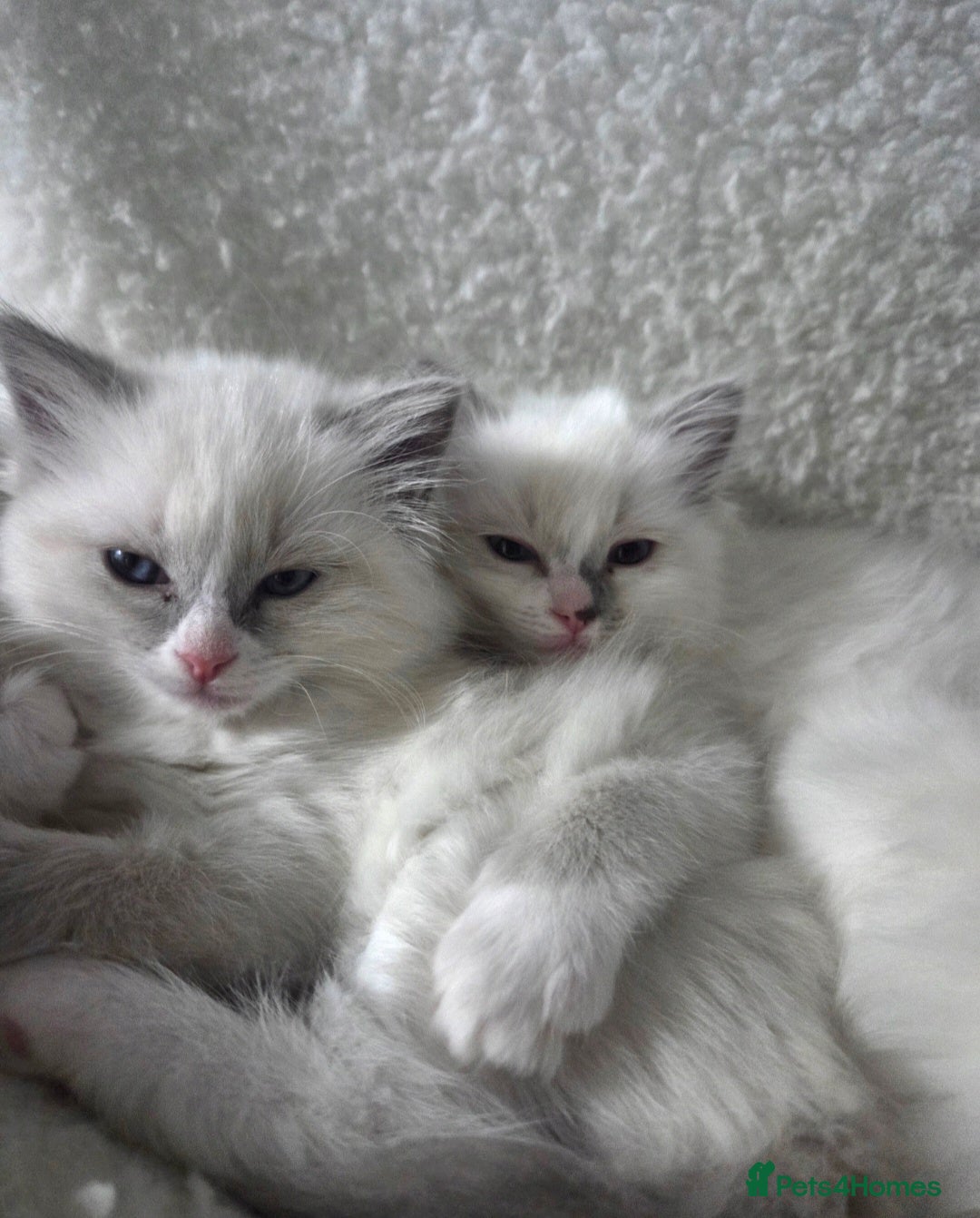 Ragdoll cats for stud: GCCF Lilac Point Ragdoll Stud Proven - Advert 9