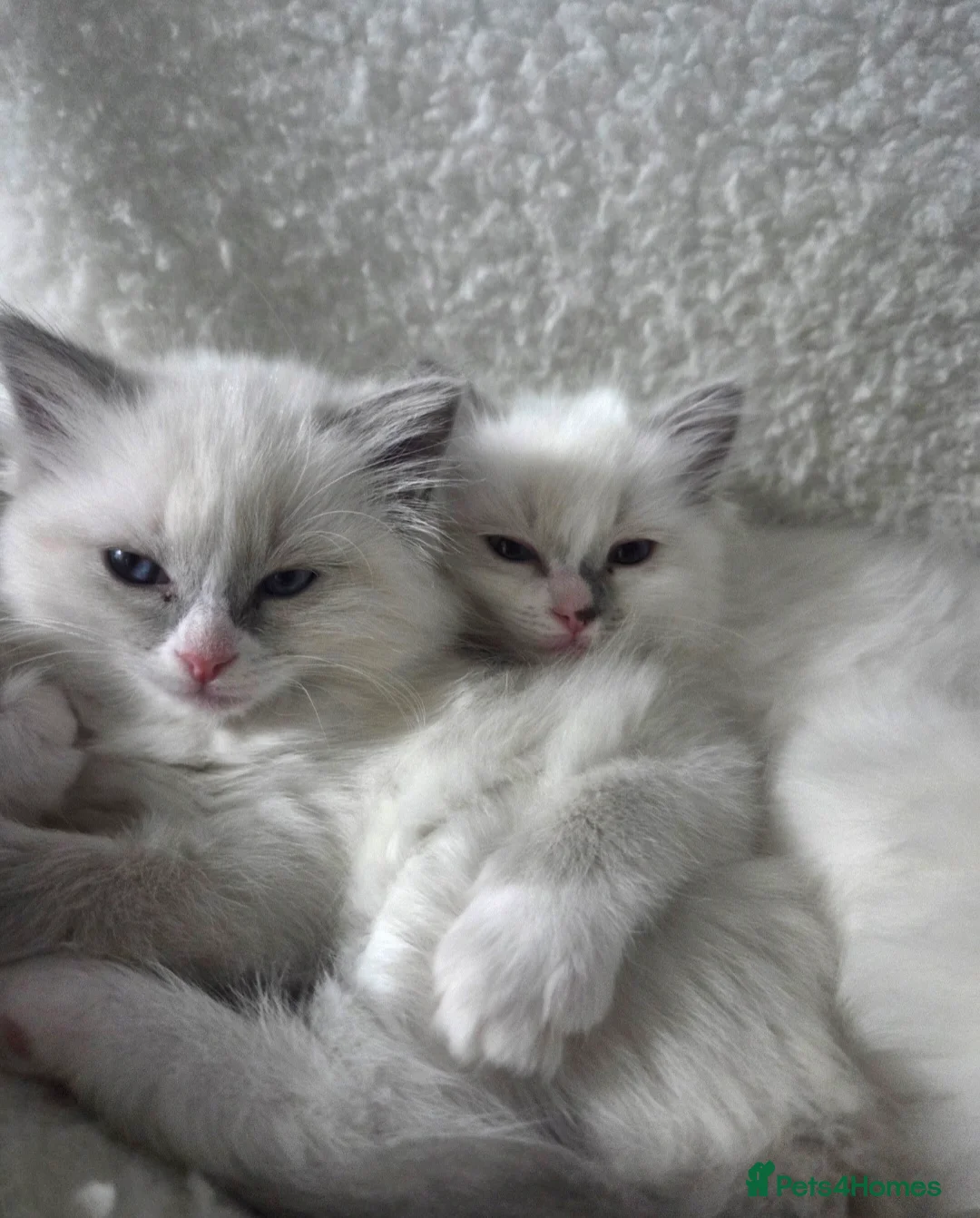 Ragdoll cats for stud: GCCF Lilac Point Ragdoll Stud Proven - Advert 9