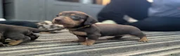 Dachshund dogs for sale: Gorgeous Smooth-Haired Dachshund Puppies - Advert 31