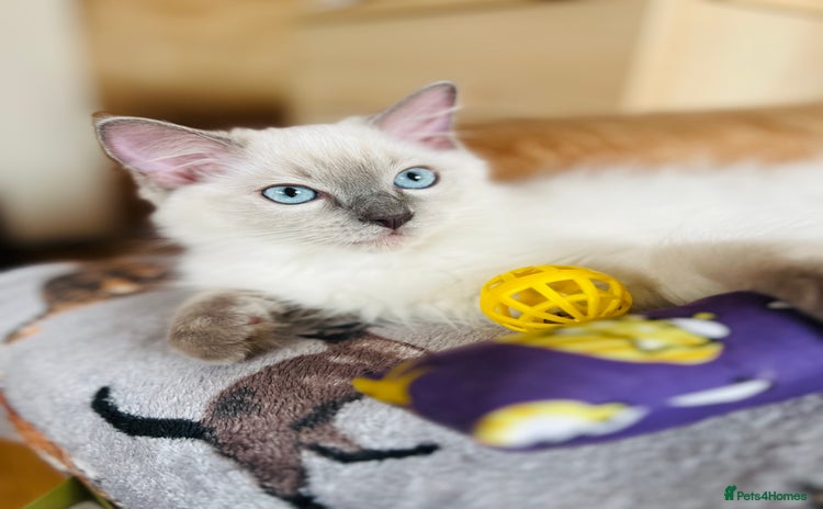 Ragdoll cats in London - Advert 4