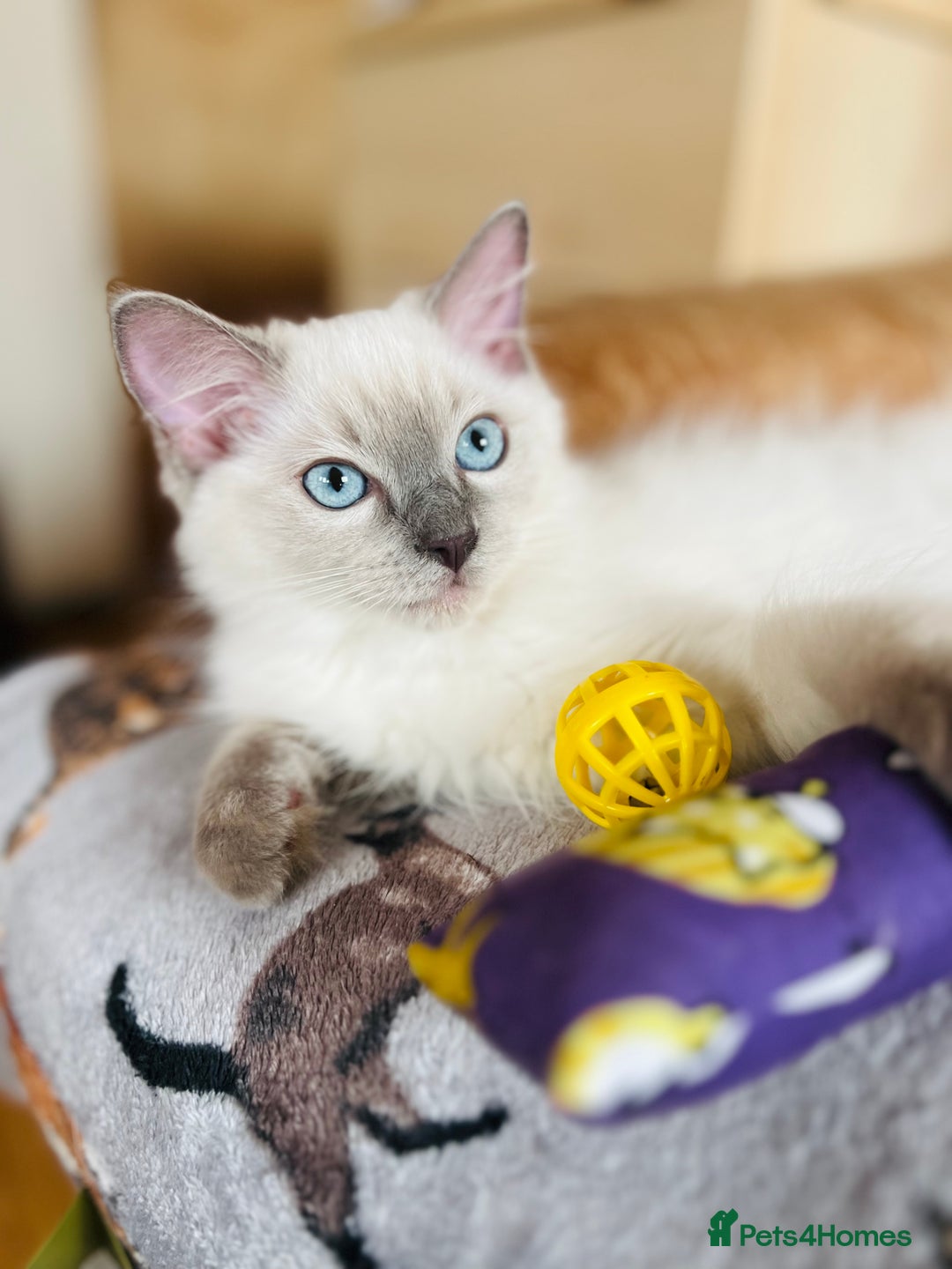 Ragdoll cats for sale: SILKY GCCF PEDIGREE RAGDOLL - Championline  in London - Image 16
