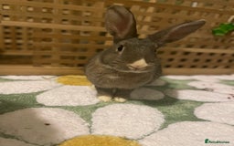 Mixed Breed rabbits for sale: Neutered bonded bunnies  - Image 5