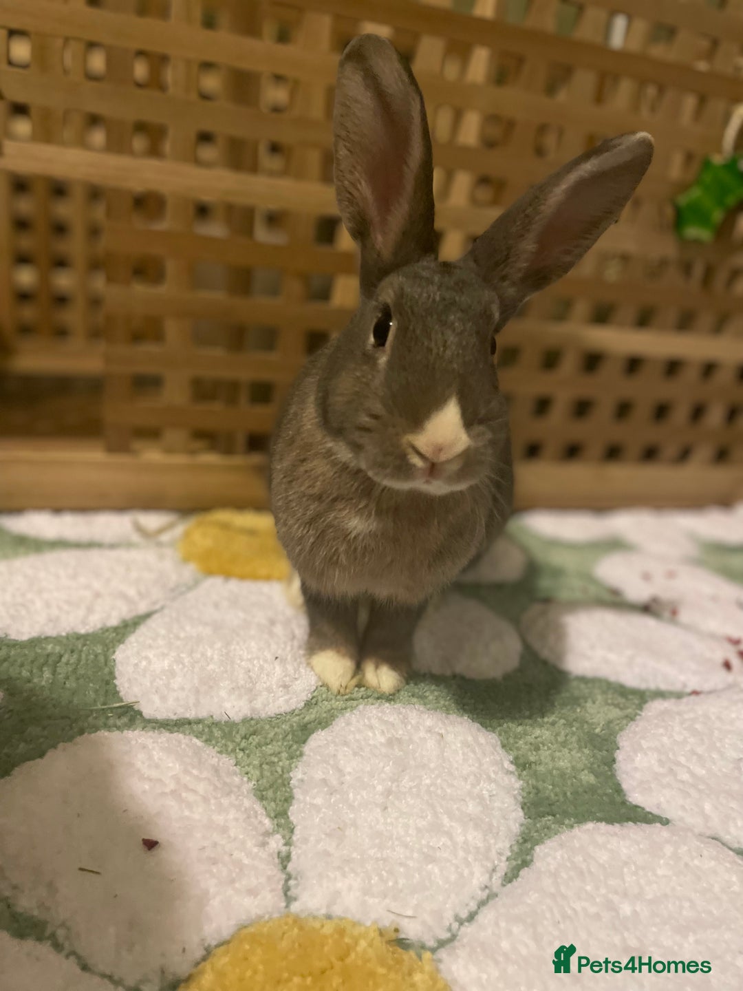 Mixed Breed rabbits for sale: Neutered bonded bunnies  - Image 5