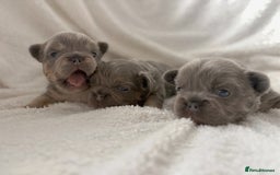 French Bulldog dogs for sale:  🐾Fluffy French Bulldog Isabella&Tan Boys🐾 - Image 2