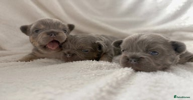 French Bulldog dogs - Advert 1