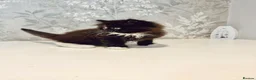 Persian cats for sale: Beautiful Long-Haired Persian Kittens - PKD neg - Advert 16