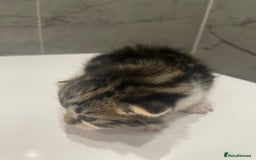 Mixed Breed cats for sale: 5 Mixed Breed Kittens for sale - Image 8