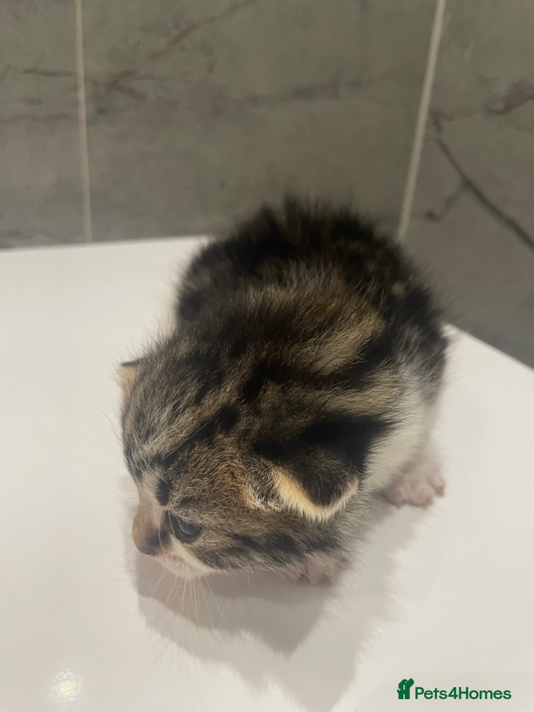 Mixed Breed cats for sale: 5 Mixed Breed Kittens for sale - Image 8