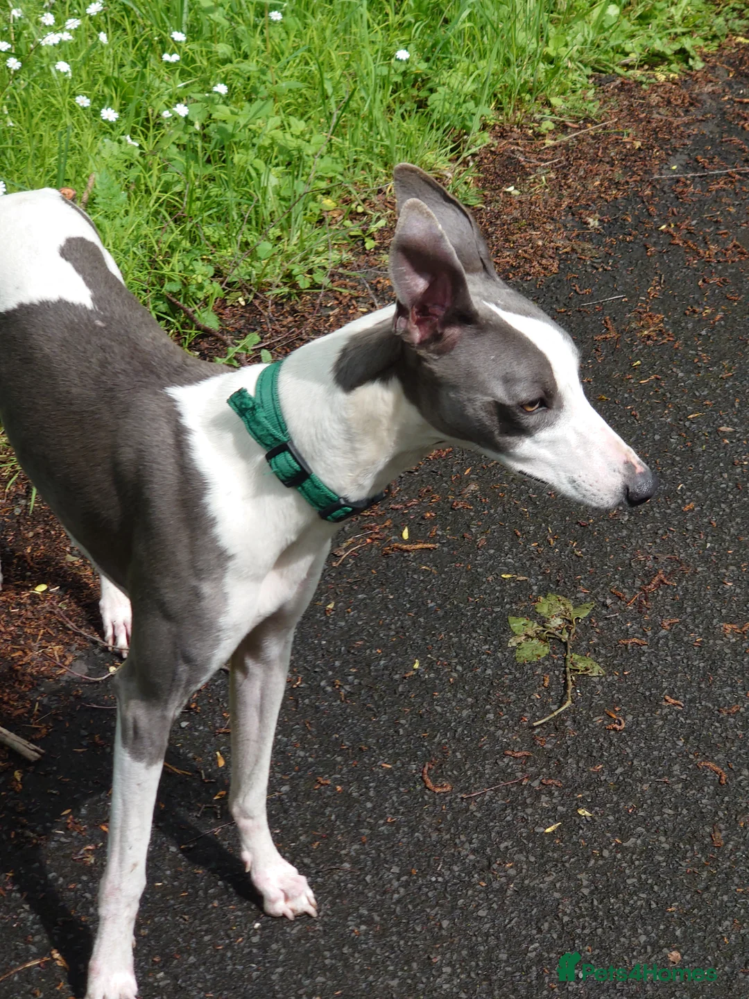 Whippet dogs for stud: Full cream kc and blue white parti kc for stud in Crook - Advert 18