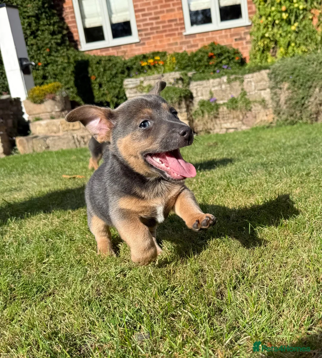 Jack Russell dogs for sale: Gorgeous miniature Jack Russell puppies ready now - Advert 2
