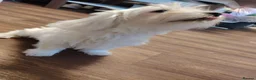 Maltese dogs for sale: Little princess  - Advert 3