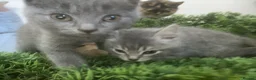 Mixed Breed cats for sale: Beautiful British shorthair cross Maine coon in Hexham - Advert 7