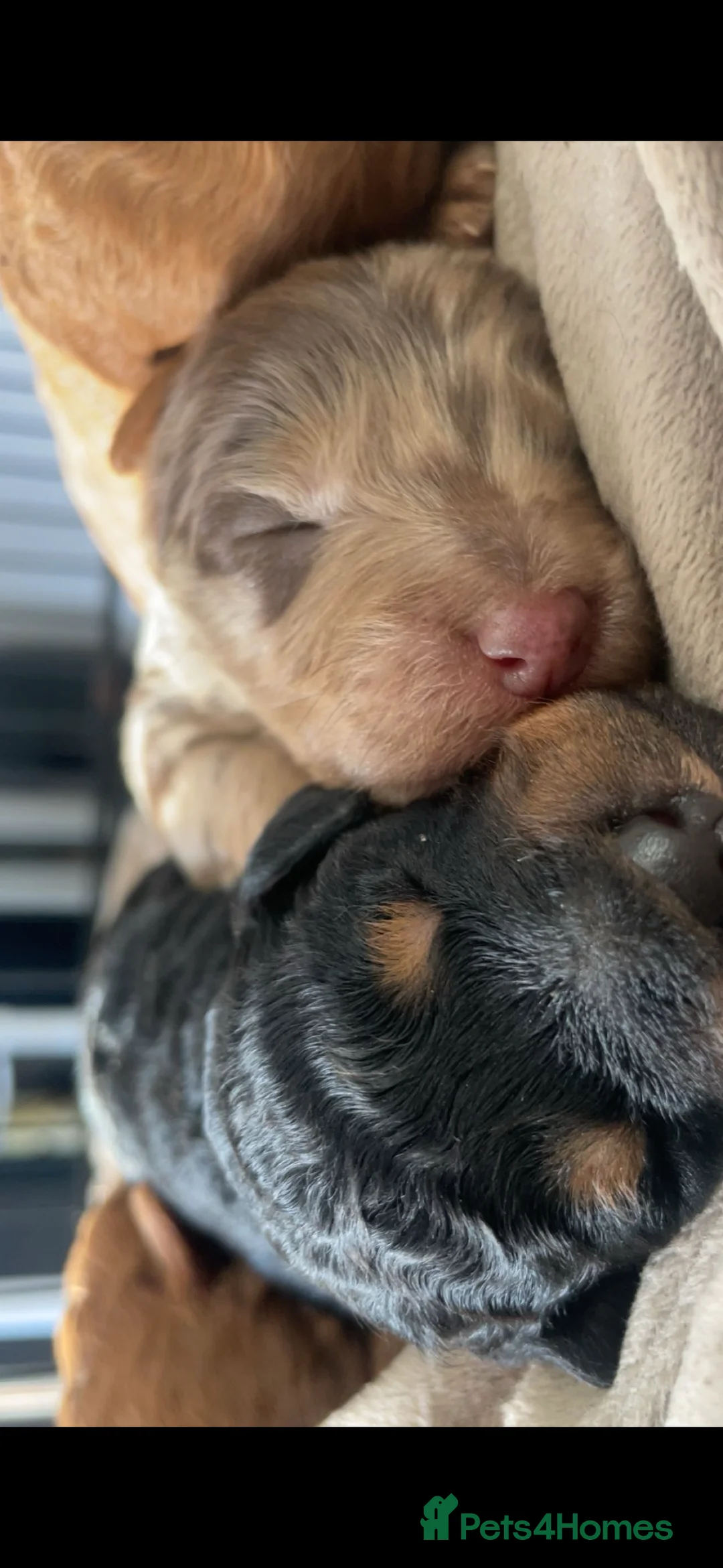 Cockapoo dogs for sale: F1B Pups - Advert 10