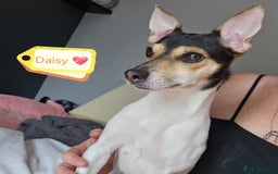 Jack Russell dogs for adoption: 💖🐶 DAISY 🐶💖 - Image 1