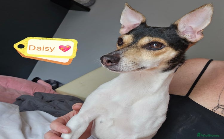 Jack Russell dogs - Advert 1