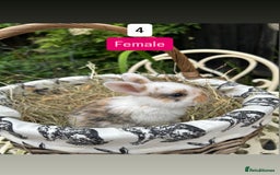 Mini Lop rabbits for sale: Baby Rabbits (ready to reserve) - Image 4