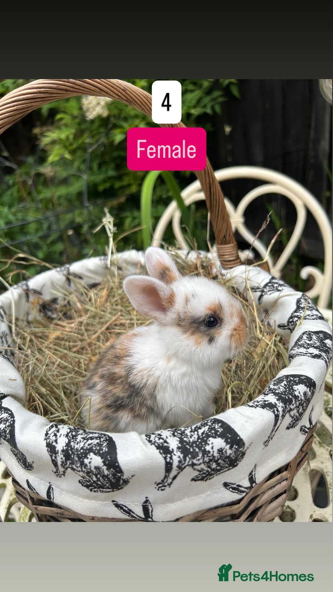 Mini Lop rabbits for sale: Baby Rabbits (ready to reserve) - Image 4