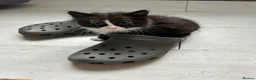 Mixed Breed cats for sale: 4 Playful Kittens Looking for a Loving Home🐾 - Advert 3