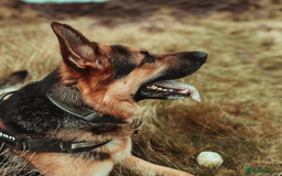 German Shepherd dogs for sale: German Shepherd for rehoming - Image 7