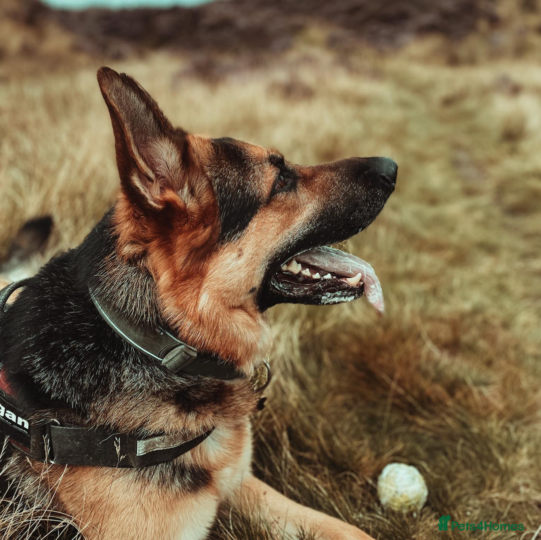 German Shepherd dogs for sale: German Shepherd for rehoming - Image 7
