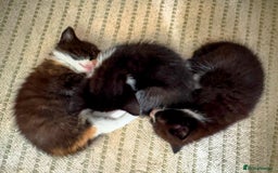 Mixed Breed cats for sale: Adorable kittens for sale - Image 12