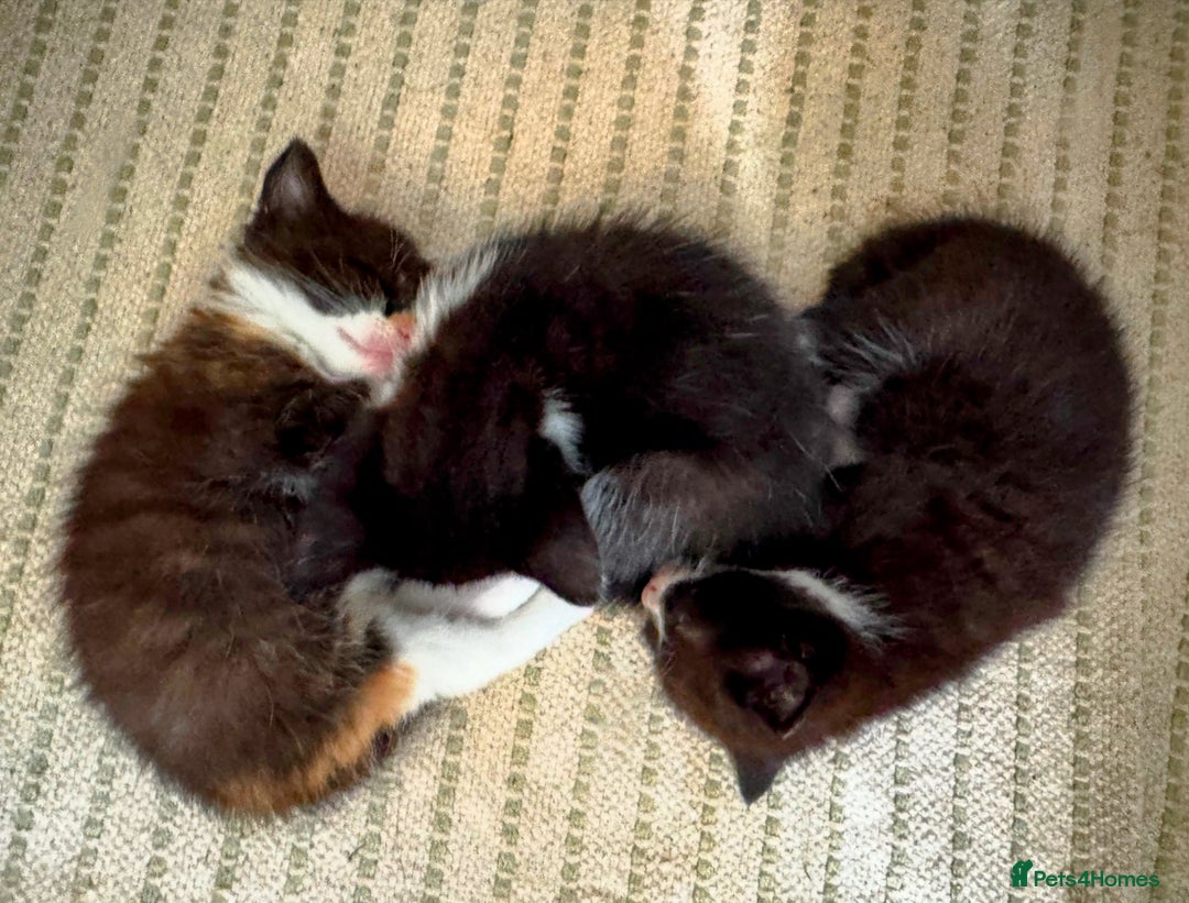 Mixed Breed cats for sale: Adorable kittens for sale - Image 12