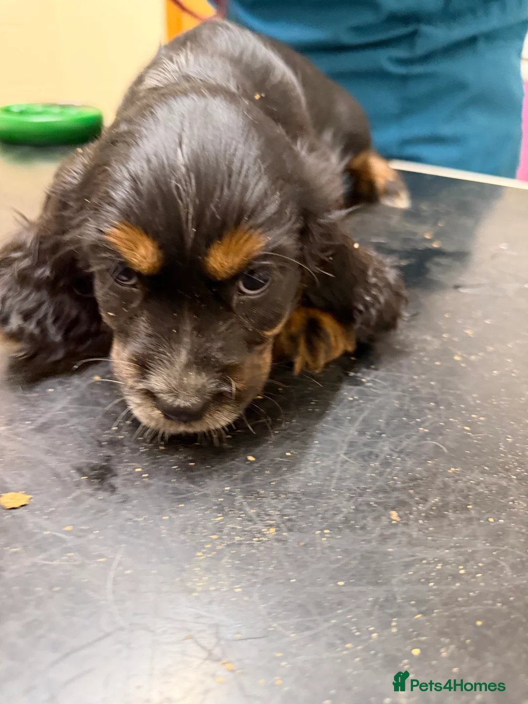 Cocker Spaniel dogs for sale: Stunning ideal family pups  - Advert 24