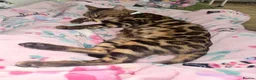 Bengal cats for sale: Friendly & Sociable Bengal Male Kitten - Advert 10