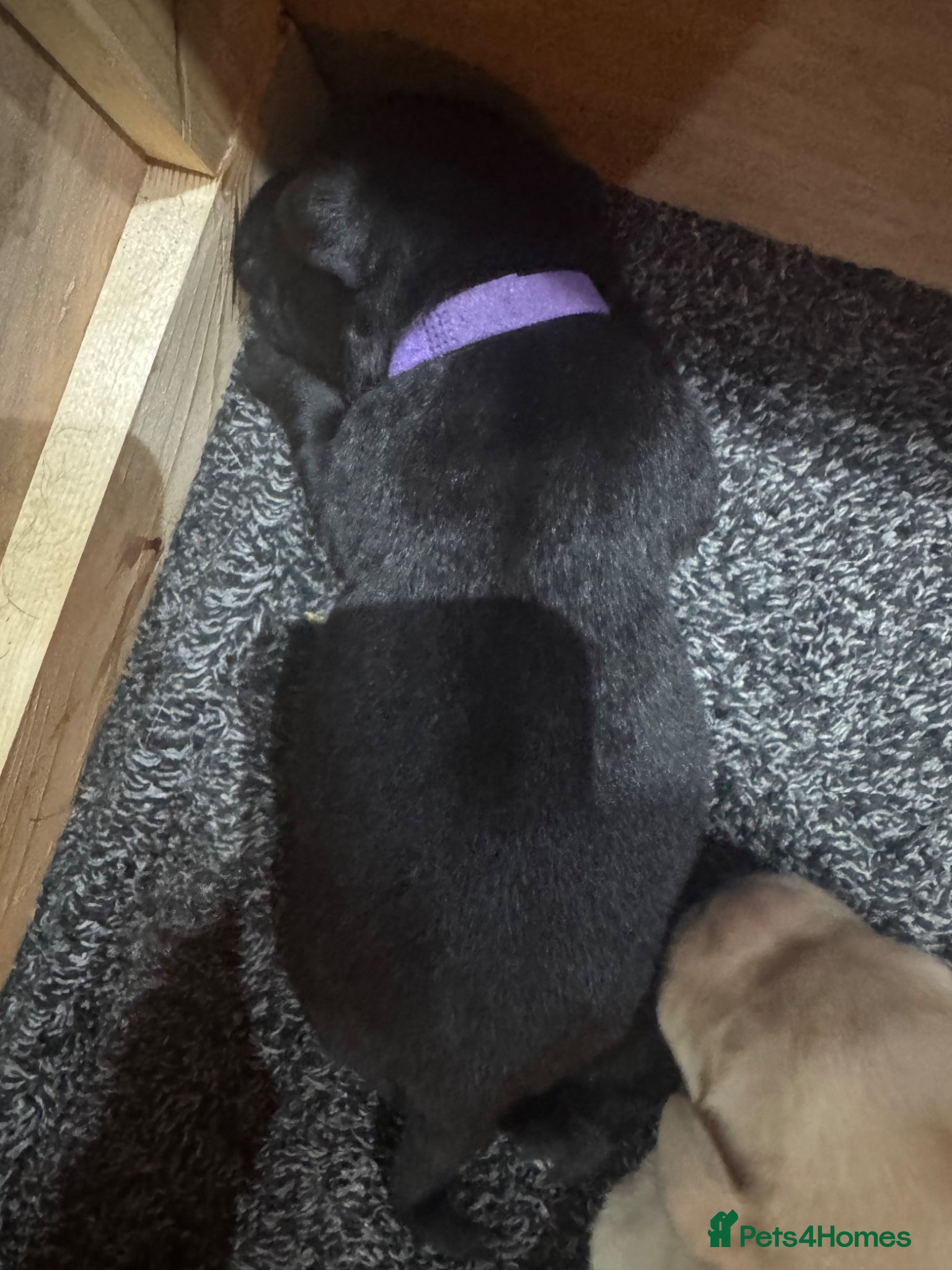 Labrador Retriever dogs Arrived and ready 11 July: Excellent Labradors - Advert 2