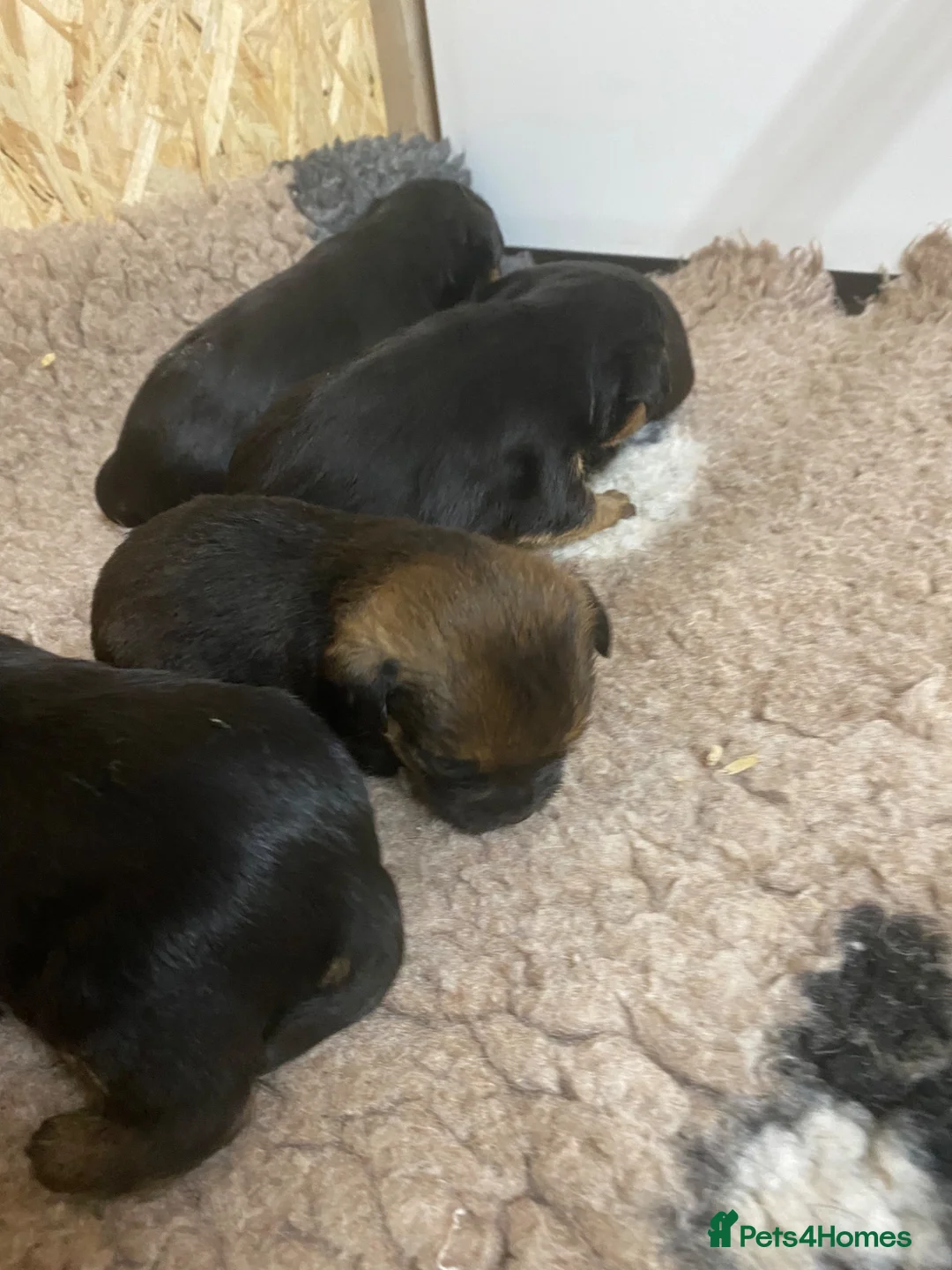 Border Terrier dogs for sale: Kc reg border terrier pups - Advert 2
