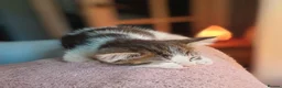 Mixed Breed cats for sale: Beautiful Male Kitten - Advert 3