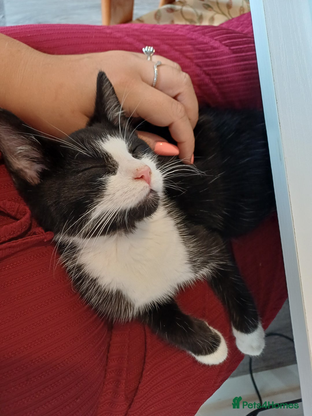 Mixed Breed cats for sale: Male cat  - Advert 3