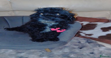 Cockapoo dogs - Advert 12