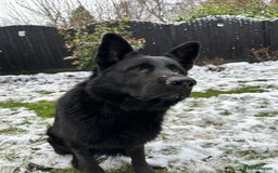 German Shepherd dogs for stud: Beautiful Black German Shepherd  in Sutton Coldfield - Image 7