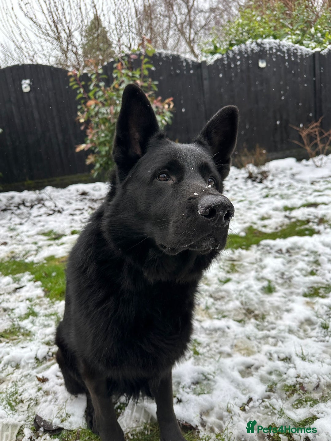 German Shepherd dogs for stud: Beautiful Black German Shepherd  in Sutton Coldfield - Image 7